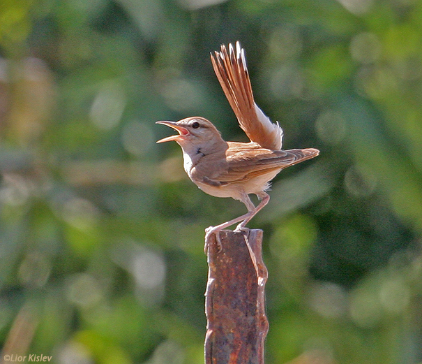 חמריה חלודת  זנב  Rufous Bush Robin                              Cercotrichas galactotes  הבטיחה,יוני 2007.